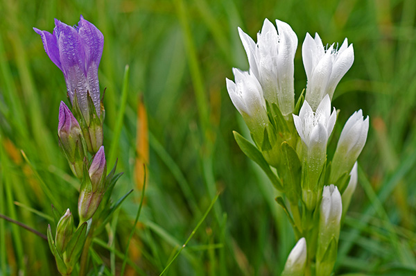 gentiana germanica