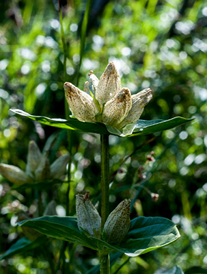 gentiana punctata