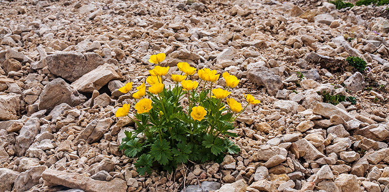 geum reptans