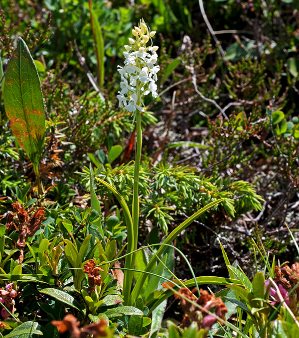 gymnadenia conopsea 2