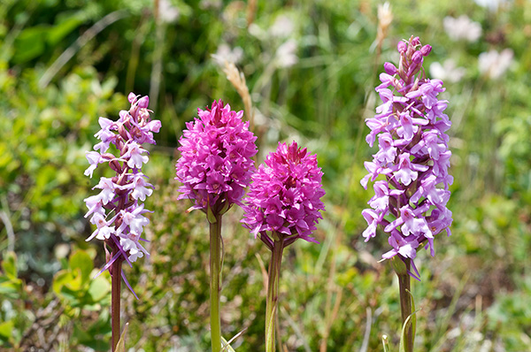 gymnadenia nigritella 1