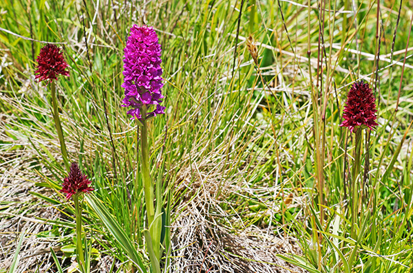 gymnadenia nigritella 2