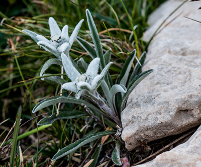 leontopodium alpinum