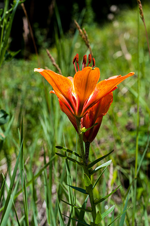 lilium bulbiferum