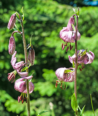 lilium martagon