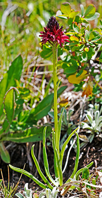 nigritella rhellicani