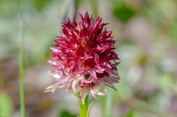 nigritella rhellicani 5