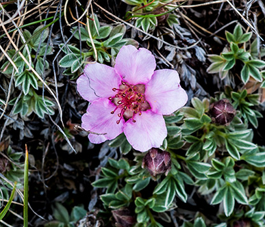 Potentilla nitida