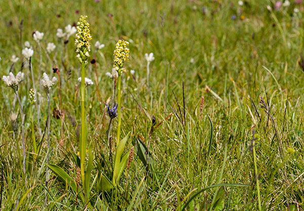 pseudorchis albida