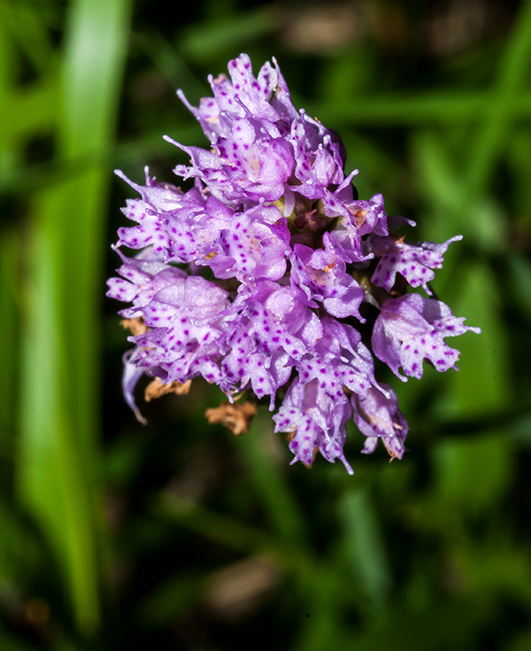 traunsteinera globosa