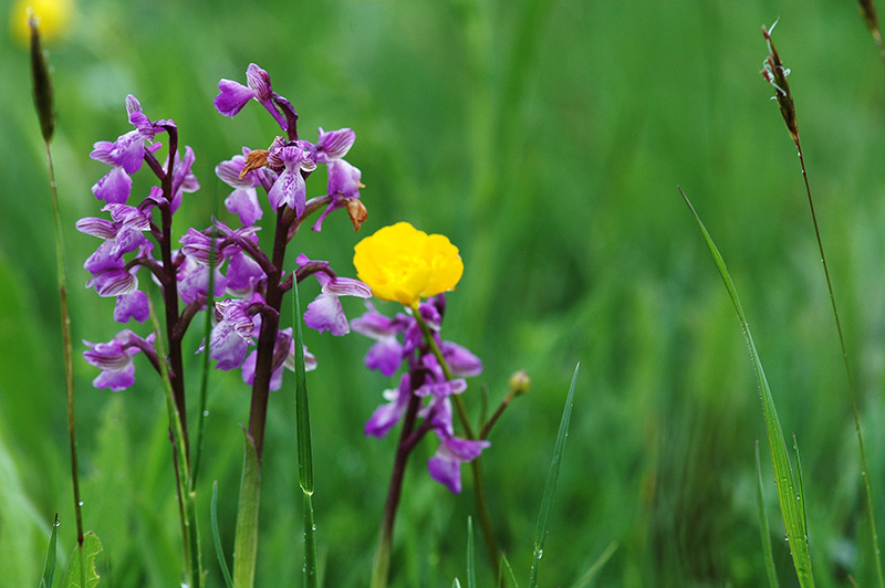 anacamptis morio