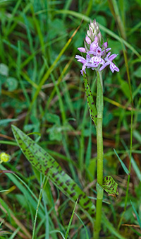 dactylorhiza fuchsii