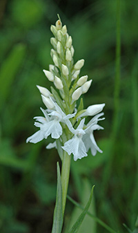 dactylorhiza maculata