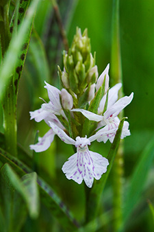 dactylorhiza maculata 3