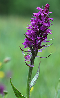 dactylorhiza majalis