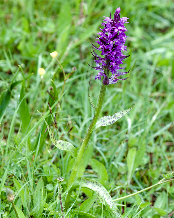 dactylorhiza majalis 1