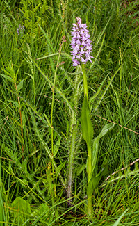 dactylorhiza sphagnicola