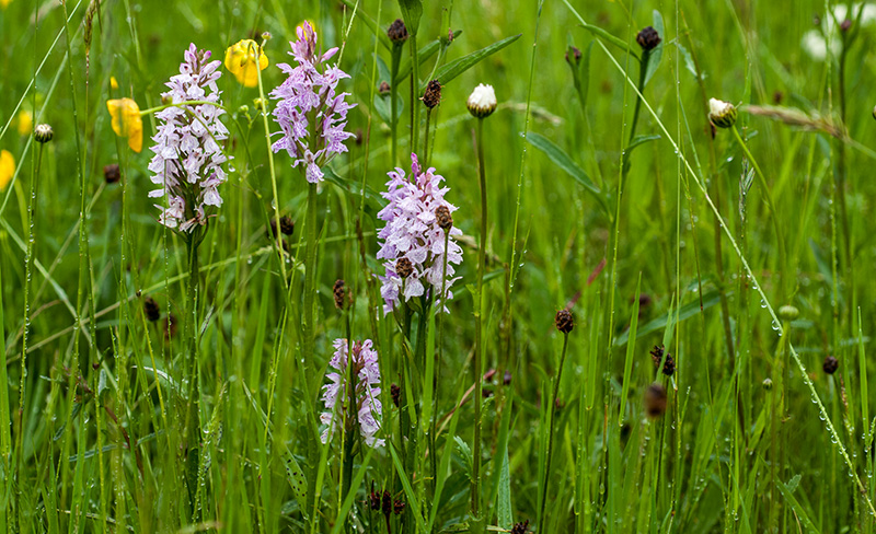 dactylorhiza sphagnicola2