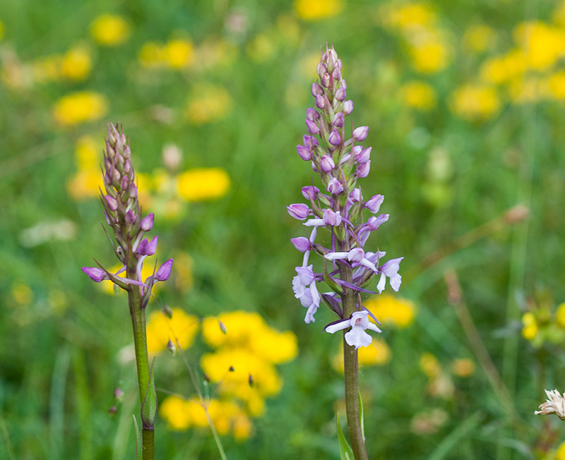 gymnadenia conopsea