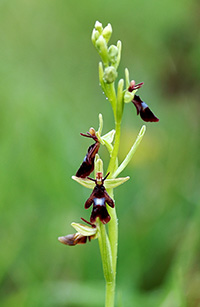 ophrys insectifera