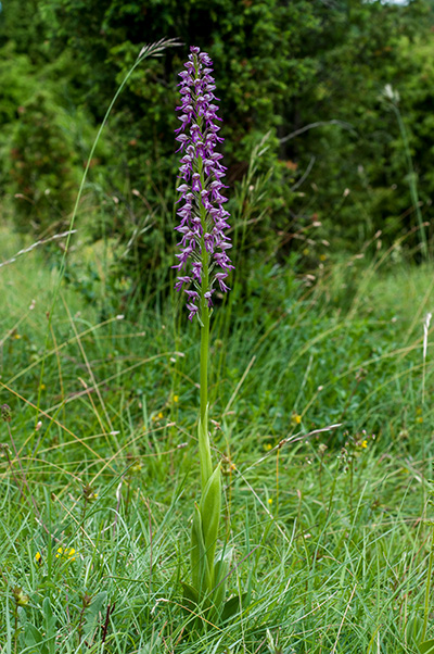 orchis anthropophora militaris