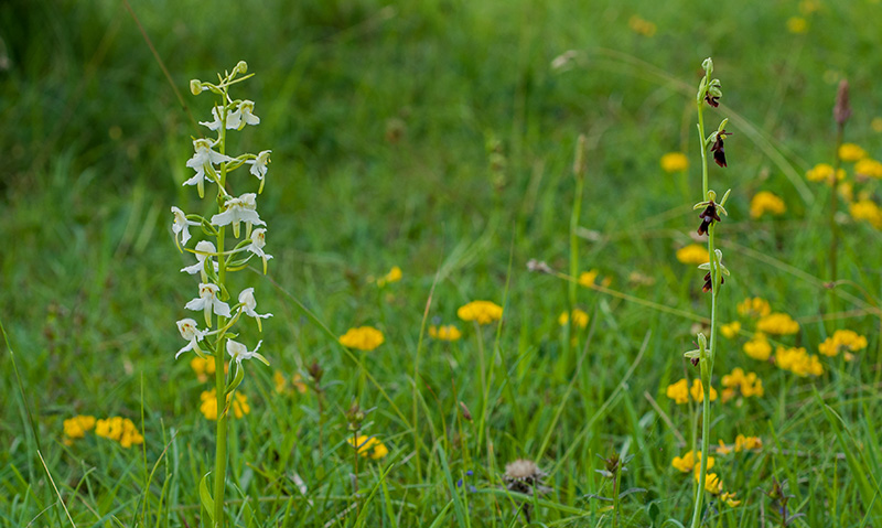 platanthera chlorantha