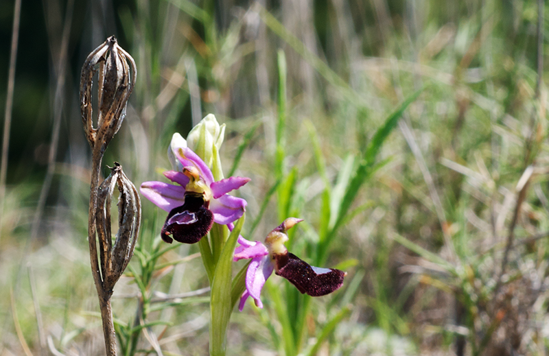 ophrys bertolonii