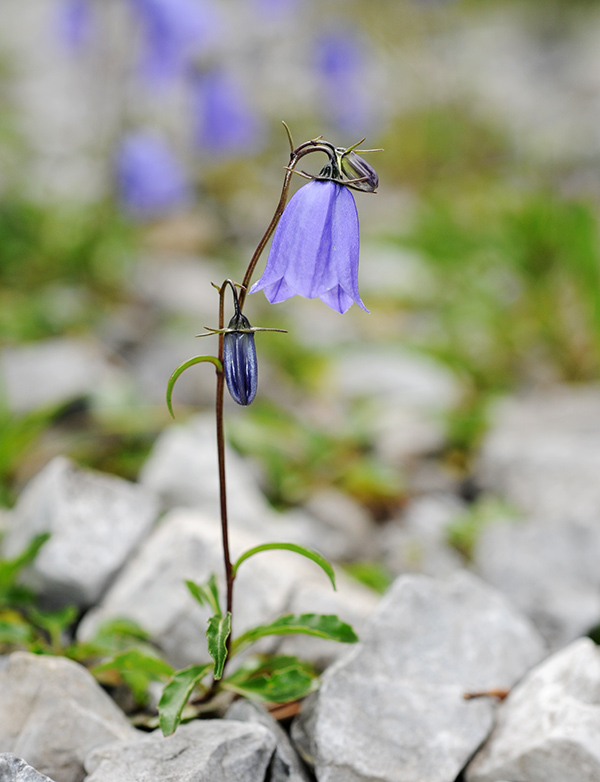 campanula scheuchzeri