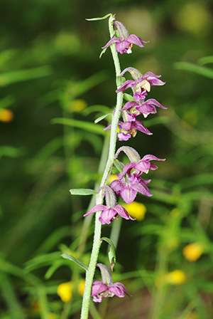 epipactis atrorubens 2