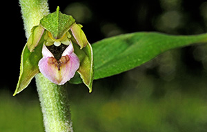 epipactis helleborine