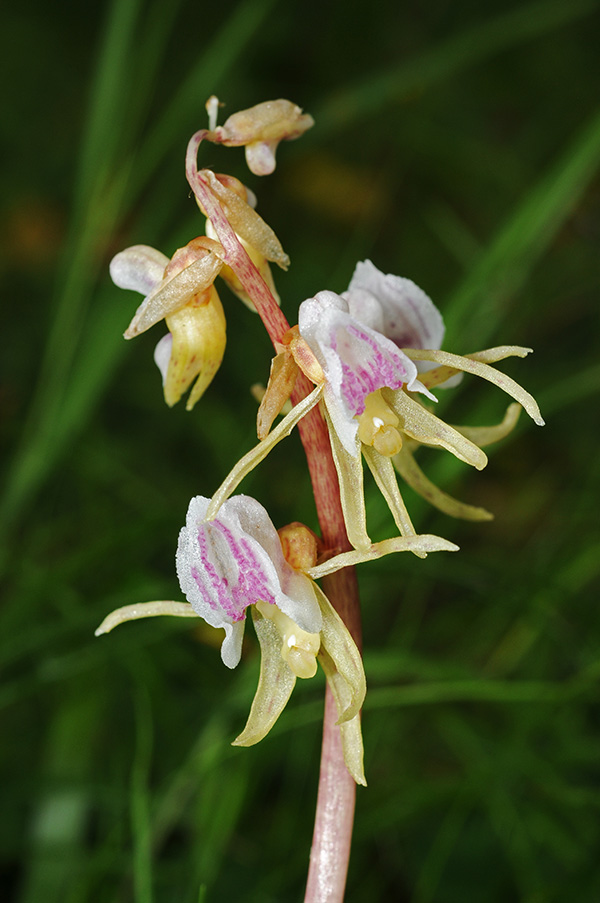 epipogium aphyllum