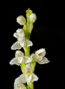 goodyera repens