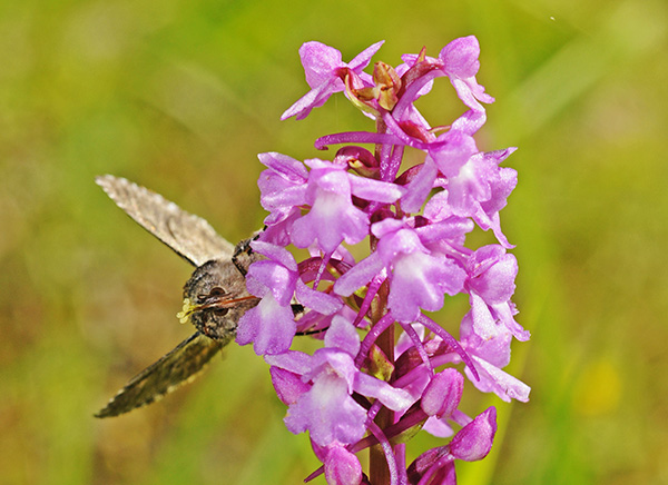 gymnadenia conopsea