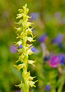 herminium monorchis