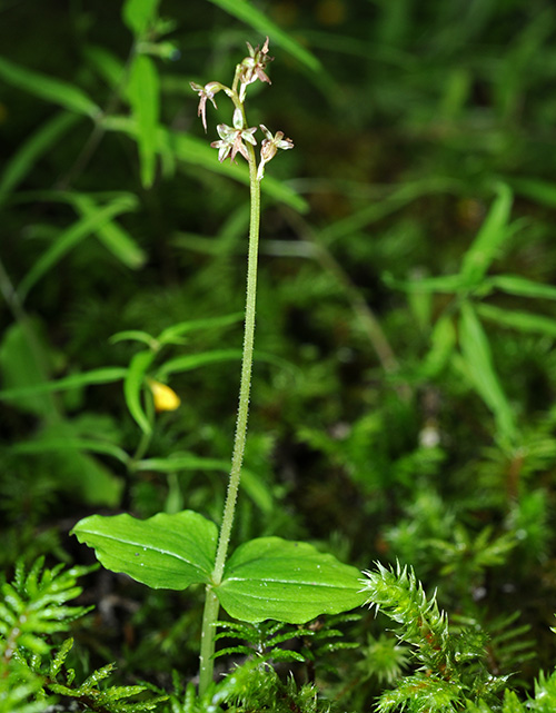 neottia cordata