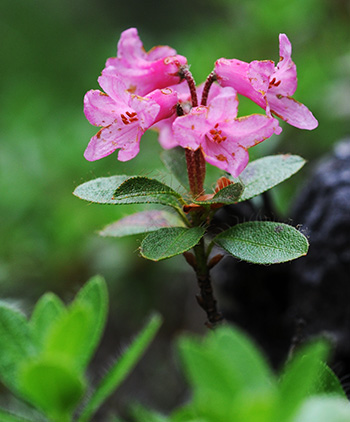 rhododendron