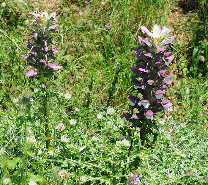 acanthus balcanicus