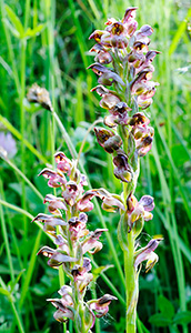 anacamptis coriophora