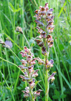 anacamptis coriophora