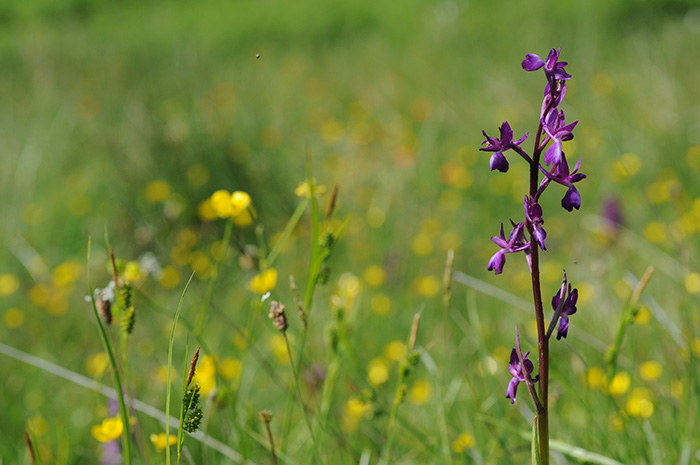 anacamptis laxiflora 2