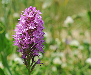 Anacamptis pyramidalis