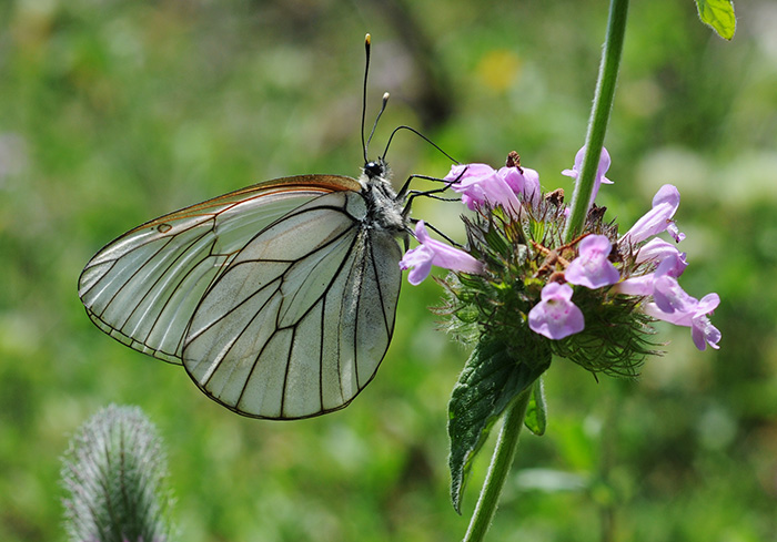 aporia crataegi