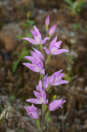 cephalanthera rubra 2