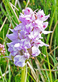 Dactylorhiza cordigera x Gymnadenia frivaldii