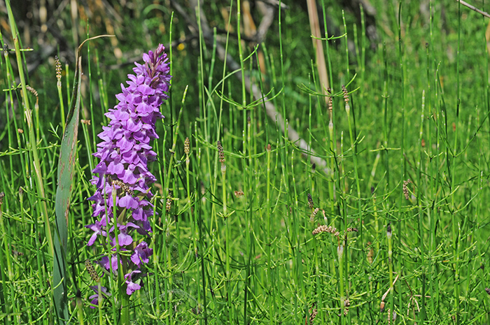 Dactylorhiza_baumanniana