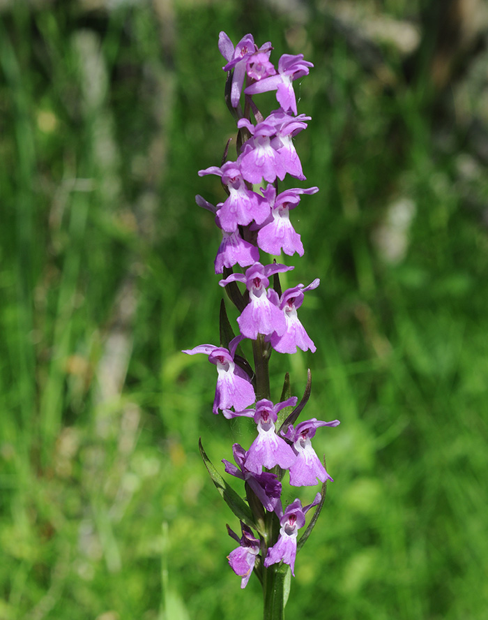 dactylorhiza baumanniana smolikana 1