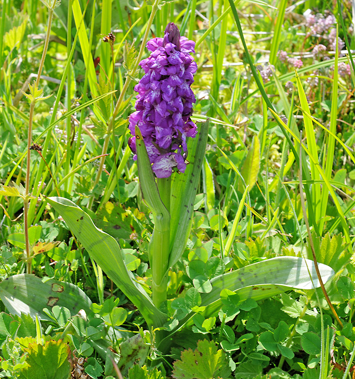 dactylorhiza cordigera 2