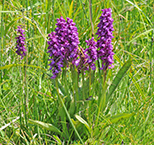 Dactylorhiza cordigera