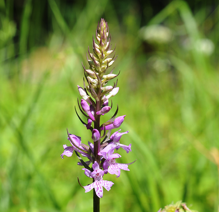 dactylorhiza saccifera 2