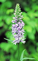 Dactylorhiza_saccifera